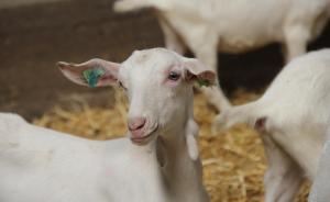 專家稱新政后羊奶粉四分之三品牌將退出，非全羊奶粉或遭淘汰