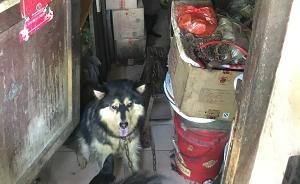 江苏东台警方回应当街打狗视频：符合法规，今后会注意方法 