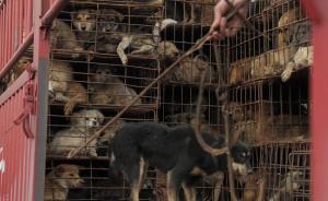 盜狗賊持刀撞車逃竄,民警當(dāng)街撞停生擒