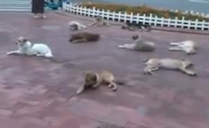 一条流浪狗被碾压,十条流浪狗赶来守候