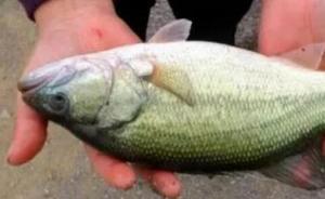 北京公布8批次不合格食品，其中3批次魚類檢出孔雀石綠