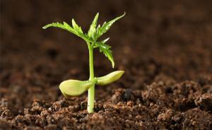 突破治理瓶頸，中國(guó)學(xué)者研制出高效去除“土壤毒素”納米材料