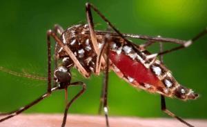 寨卡病毒的克星！上海专家研发“多肽类病毒灭活剂”阻止感染