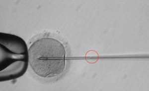美国首次完成人类胚胎基因编辑实验