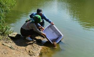 辽宁教师夫妻驱车3天奔赴湖北，只为放生娃娃鱼