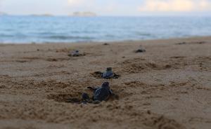 中國首次攻克瀕危物種綠海龜繁殖技術(shù)，在廣東惠東孵出91只