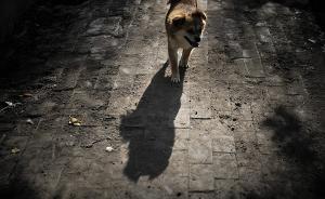 江西銅鼓回應(yīng)捕殺流浪狗：傷人事件頻發(fā)，有規(guī)可依、市民支持