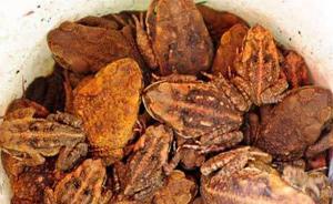 湖南两男子抓4000余只癞蛤蟆卖钱，买卖三人均获刑