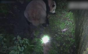 全球首例!野外引种大熊猫成功诞下幼仔