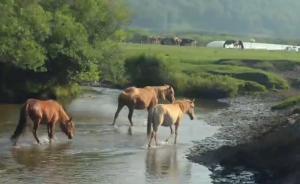 视频｜塞上高原沙地徒手打造人工森林，再现康乾盛世木兰围场