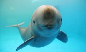 北京一商販被舉報販賣江豚：公安不立案，檢察院發(fā)立案監(jiān)督