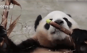 23岁大熊猫产双胞胎,创高龄生产记录