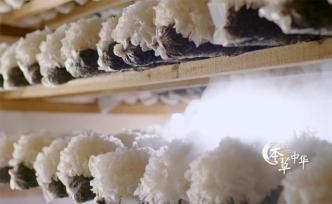 絕美“銀耳花” 銀耳的培育過程