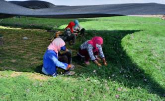 國務院辦公廳：到2035年建成農(nóng)業(yè)種質資源保護與利用體系