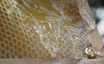 幫蜂王維護統(tǒng)治？細說蜂農(nóng)的日常工作