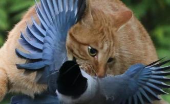 南京大学研究发现，女性自带吸猫体质，这也带来了生态灾难