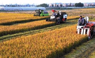 農(nóng)業(yè)農(nóng)村部：力爭到2025年畜牧業(yè)總體機(jī)械化率超50%