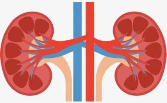 肺、腸胃、肝臟、心臟，最新研究發(fā)現(xiàn)，新冠病毒還損害腎臟功能