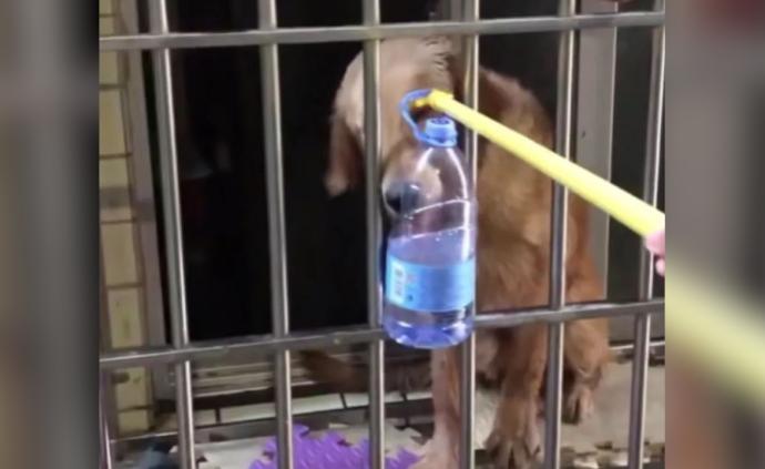 犬主困湖北,邻居用晾衣杆喂食金毛犬6天