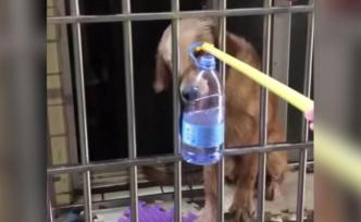 犬主困湖北，鄰居用晾衣桿喂食金毛犬6天