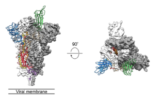 新冠病毒為何更易傳染？冷凍電鏡圖解病毒進(jìn)入細(xì)胞的“鑰匙”