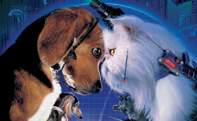 踏上绿茵场，来场另类“猫狗大战”