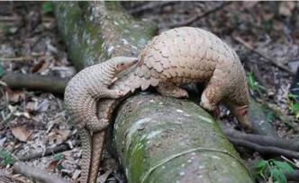 福建率先立法：向濫食野生動物陋習說“不”