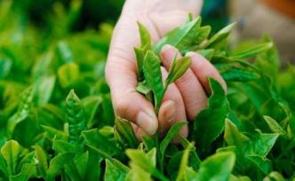 学者防疫调研｜湖北茶叶产业链遇困境，大量囤货卖不出