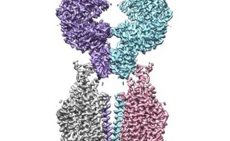 西湖大學(xué)冷凍電鏡解析新冠病毒細(xì)胞受體結(jié)構(gòu)：“開關(guān)”雙構(gòu)象