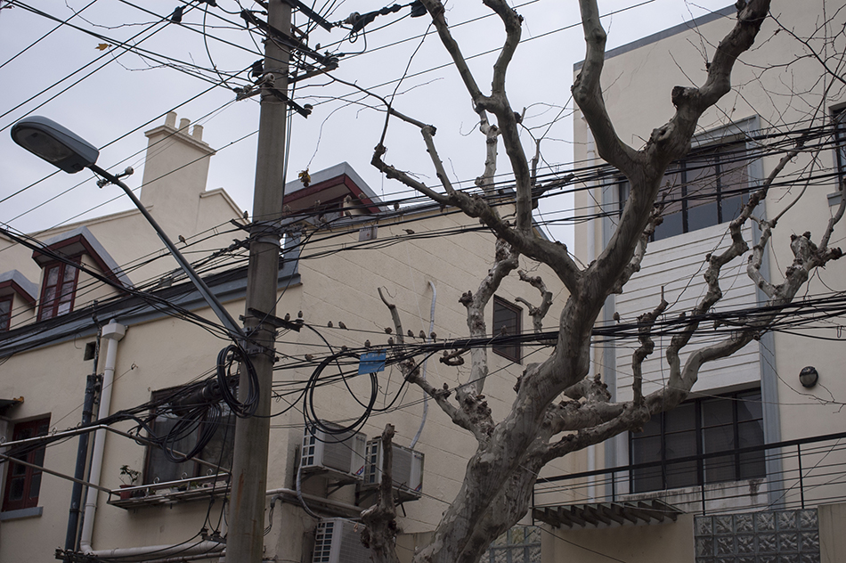 許多麻雀集中停留的樹(shù)