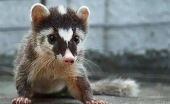全面禁止非法野生動物交易決定草案提請全國人大常委會審議