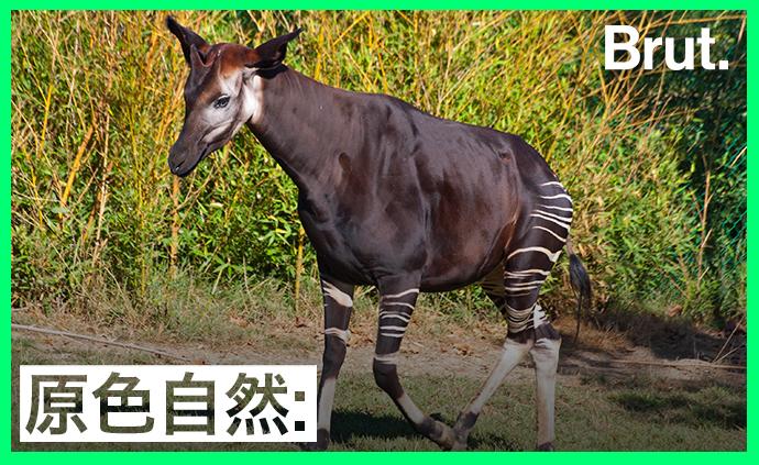 源自剛果的這頭“怪驢”有何歷史？