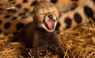 體外受精加代孕，美國誕生全球首對(duì)“試管獵豹”