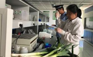 北京：全面排查市售大蔥質(zhì)量安全，批發(fā)市場大蔥“批批檢”