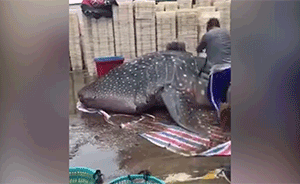 福建宁德：鲸鲨运上岸遭切割售卖