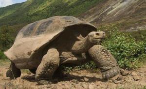 在厄瓜多爾，有一座改變人類歷史的島嶼