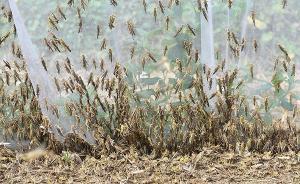 中科院get一項(xiàng)新科技可望治蝗災(zāi)：關(guān)閉蝗蟲(chóng)體內(nèi)“集結(jié)令”