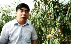 新疆尉犁副縣長發(fā)視頻賣棗走紅，稱“訂單已爆倉”