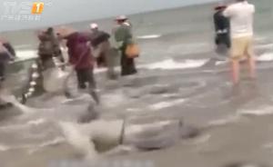 两批海豚轮流搁浅海滩,众人齐心救援