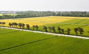 國家糧食局局長：國辦印發(fā)《意見》著力增加綠色優(yōu)質(zhì)糧食供給