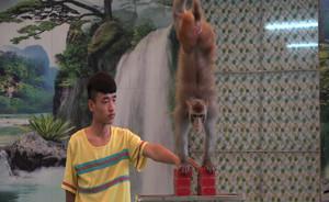 廣州動物園叫停馬戲團表演后的“論爭”