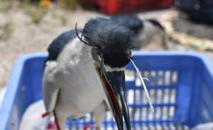 广西边防查获夜鹭132只：眼睛被戳瞎，嘴巴被封住