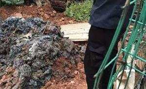 湖州啟動“掩埋病死豬”案追責問責程序：將一查到底