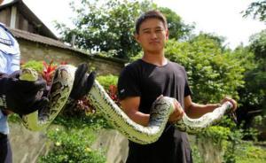 國家一級保護動物緬甸蟒橫穿高速險遭碾，獲云南警方救助
