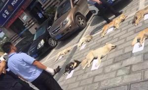 宜昌一餐館老板用弓弩捕殺8條狗，被狗主人駕車追趕撞停