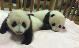 直播錄像丨吃冰蛋糕、搶竹子，聯(lián)合國熊貓大使正在過生日