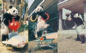 “熊貓盼盼”終身陪伴者：她雖不會(huì)說話，但有種“巴斯精神”