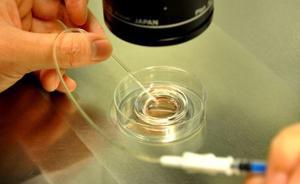 辅助生殖受孕人群中三成是双胎，专家称医源性双胎或有风险