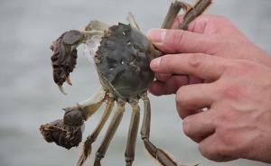 龙虾季后又迎“螃蟹争霸”，固城湖阳澄湖洪泽湖螃蟹将开捕