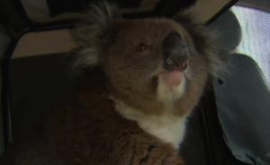 毫发无伤:考拉抱汽车轮轴跑16公里